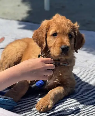 Golden Retriever Puppies, View more