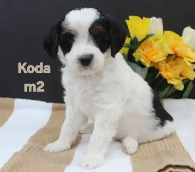 Mini Bernedoodle Puppies, View more