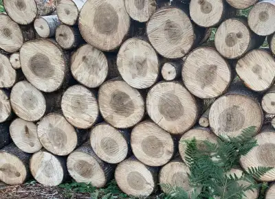 2 cords of poplar firewood,