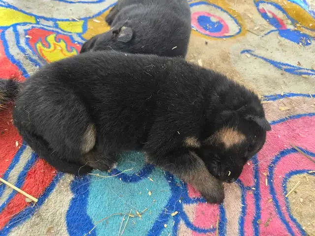 berger allemand  in Dogs & Puppies for Rehoming in Drummondville - Image 3