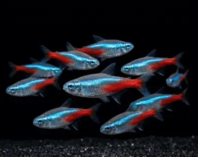 Looking for Free Fish, View more
