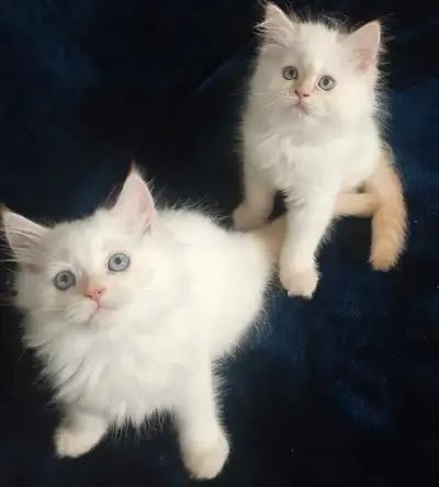 Magnificent Himalayan kittens, View more