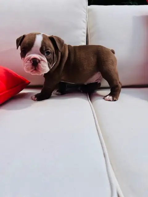 Male Olde English Bulldog in Dogs & Puppies for Rehoming in City of Toronto - Image 5