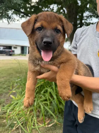 Cattledog x German Shepherd puppies, View more