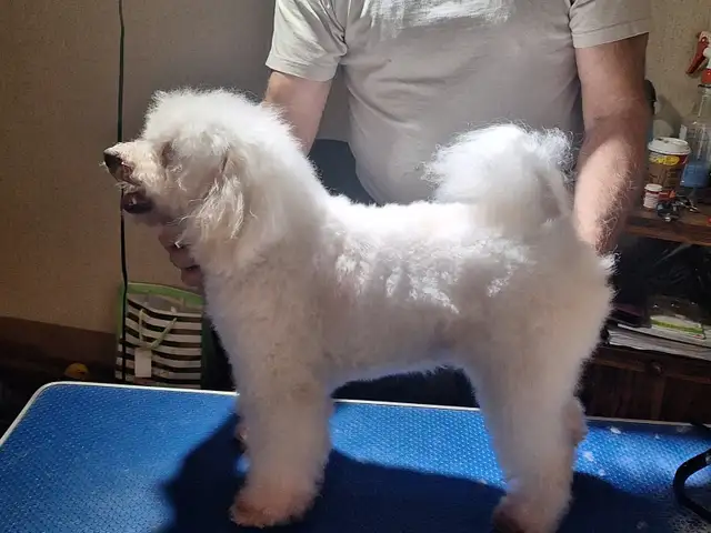 Professional Dog Grooming...Special treatment at SPRINGFIELD K.584651887996446721