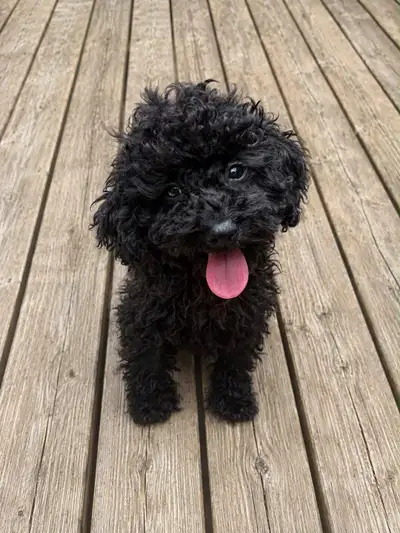 Toy poodle puppies. Please call or text (416) 402-7905, View more