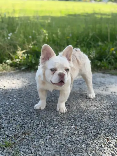 Premium Cream Fluffy Female French Bulldog – Ready Now, View more