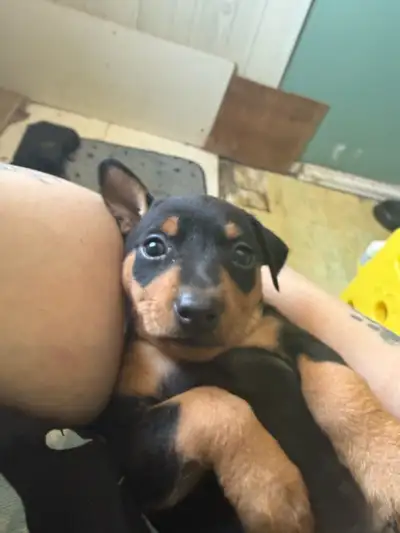 pinscher miniature prêt pour reservation ready to reservation, View more
