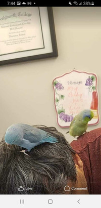 Parrotlets (Breeding.Pair) with cage.
