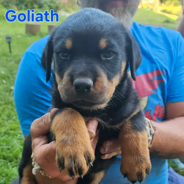 chiots rottweiler puppies in Dogs & Puppies for Rehoming in Gatineau - Image 5