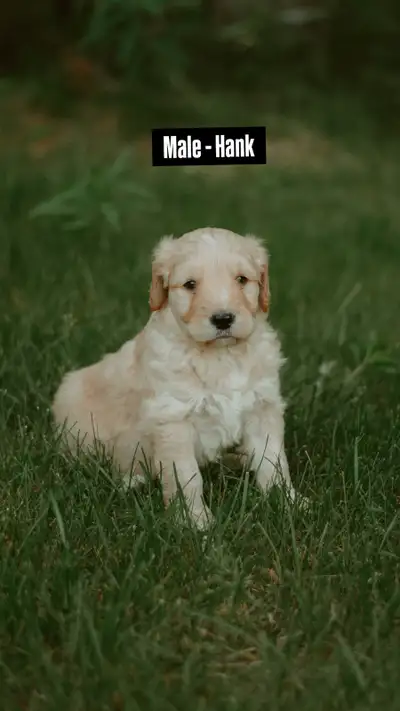 F1 Goldendoodles (Delivering to Edmonton on July 19th), View more