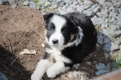 Border Collie puppies, View more