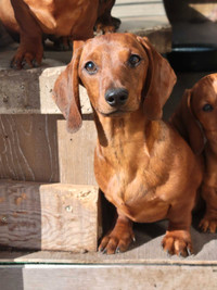 sweet dachshund puppies 