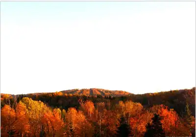 35mins de Montréal Votre Domaine ou Votre Investissement Au centre de tout 55 Acres Zonage Résidenti...
