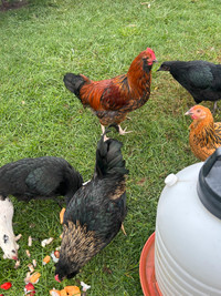 Easter egger roosters to be rehomed