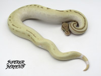 Pythons, Boa and Hybrids