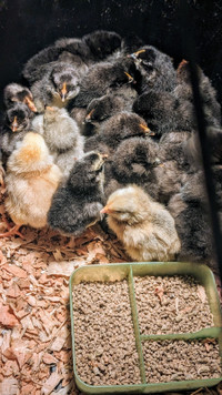 Blue egg laying chicks 