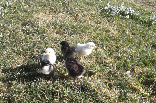 Chicks for sale in Livestock in North Bay - Image 2