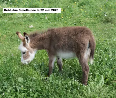Bébé âne miniature femelle, View more