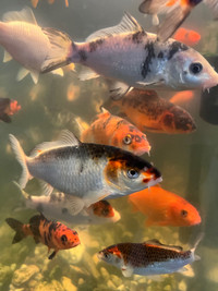 Médium siz koi fish multicolore  et $7 petite à $7 lot de 5