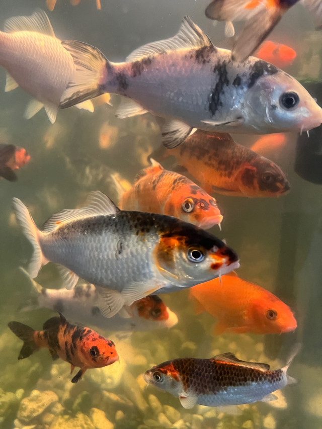 Médium siz koi fish multicolore  et $7 petite à $7 lot de 5 in Animal & Pet Services in La Ronge