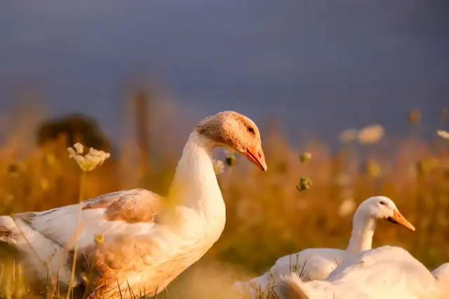 We Offer A Forever Home For Livestock in Livestock in Hamilton - Image 9