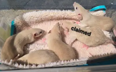 Baby rats | Black eyed Siamese, View more