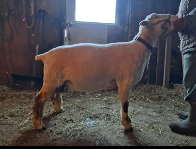 Dorset Ram in Livestock in Saint John - Image 3