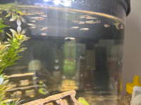 Tons of baby guppies! 