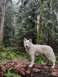 Meet Arc, the Pure White German Shepherd in Need of a Home