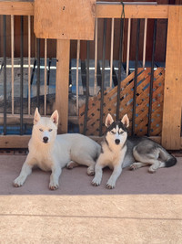 Siberian Huskies