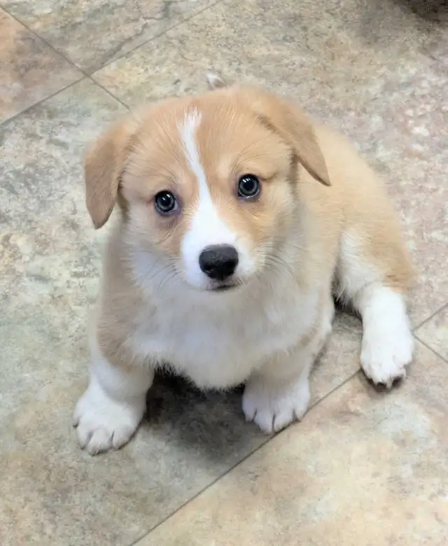Pembroke Welsh Corgi Puppies in Dogs & Puppies for Rehoming in Kawartha Lakes - Image 9