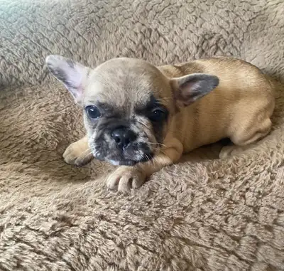 Stunning Frenchies, View more