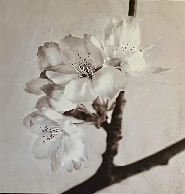 IKEA cherry blossom 3 piece canvas wall art in Home Décor & Accents in Kitchener / Waterloo - Image 4