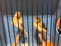 Young Parisian frill canaries for sale