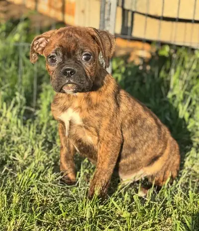 Hello We currently have a male boxer puppy that is looking for homes. The brindle boy is a bit small...