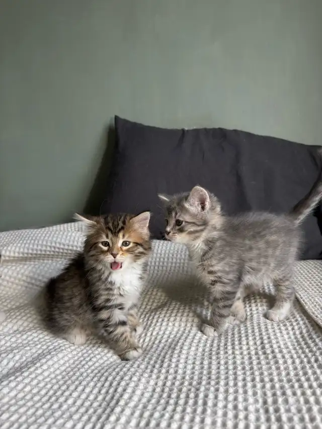 Chatons à vendre in Cats & Kittens for Rehoming in Longueuil / South Shore - Image 10