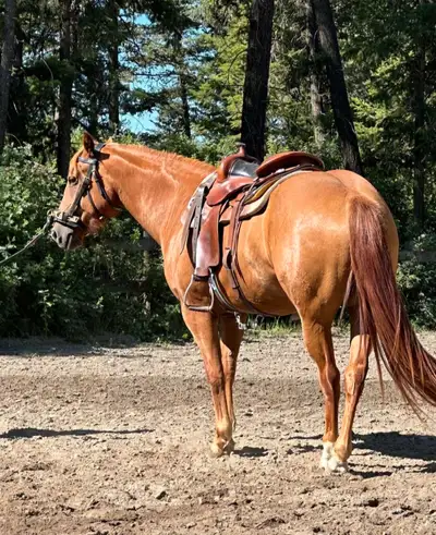 Beautiful 3year old, solid colored Paint-Haflinger cross for sale. 'Spice' is a well built ,strong y...