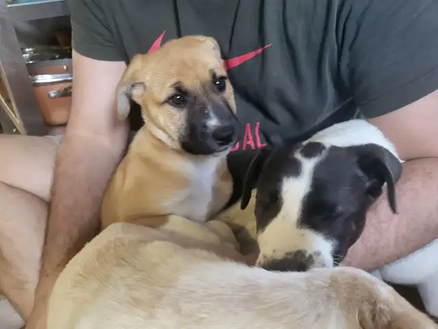 3 LEFT!!..Looking for their forever families! in Dogs & Puppies for Rehoming in Woodstock - Image 10