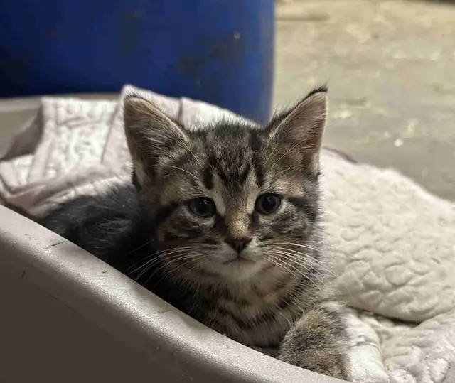 Chatons sans race spécifique in Cats & Kittens for Rehoming in Laurentides - Image 2