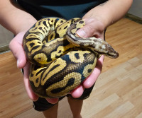 Male leopard pastel yellow belly ball python