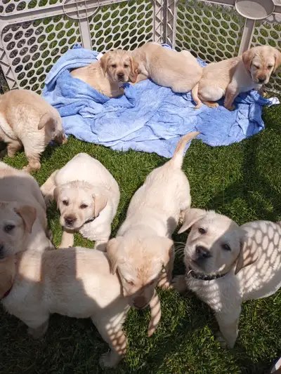 Labrador Retriever Puppies - Yellow, View more