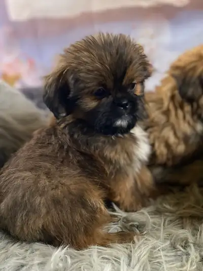 gorgeous Shih Tzu puppies available, View more