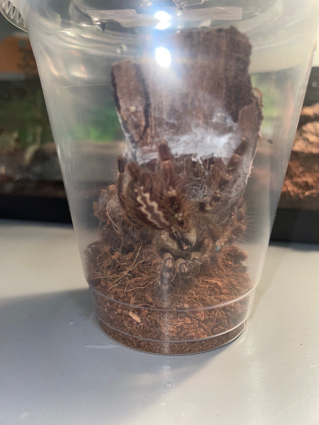 Indian ornamental tarantula/ Poecilotheria regalis in Other Pets for Rehoming in Kingston - Image 4