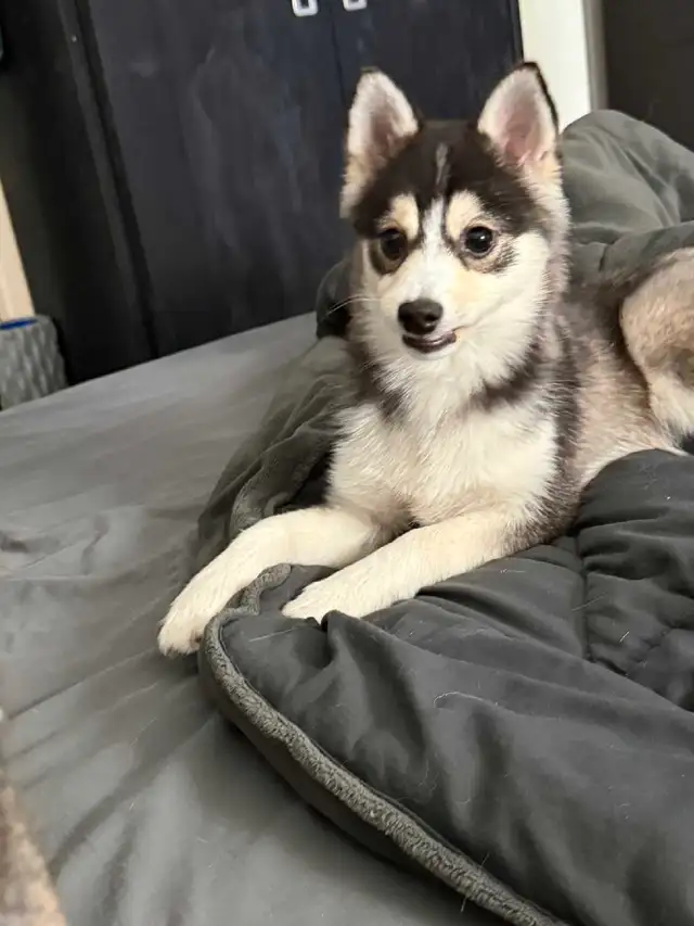 Pomsky female in Dogs & Puppies for Rehoming in Ottawa - Image 4