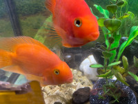 Yellow / Blood Red Parrot Cichlids For Sale 4” to 6”