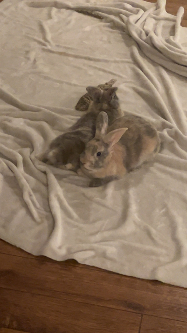 Rabbits - Free to good home  in Small Animals for Rehoming in Chatham-Kent - Image 3