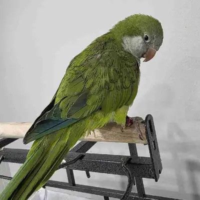 Bird Enthusiast Ready to Provide a Loving Home in Birds for Rehoming in Mississauga / Peel Region - Image 4