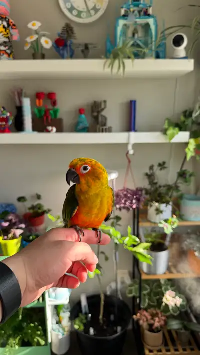 Handfed tamed female Sun conure re-homing, View more