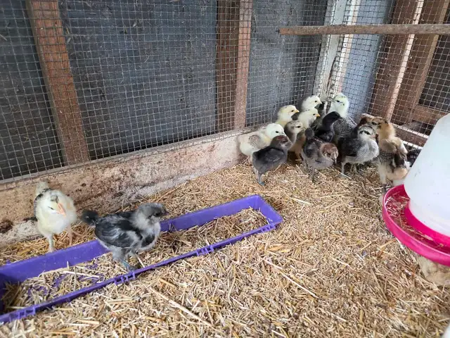 Mixed Chicks in Livestock in Owen Sound - Image 2